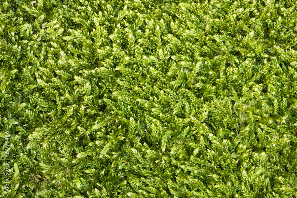 Moss texture Moss texture