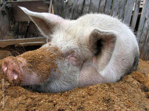 Funny white pig lying on sawdust