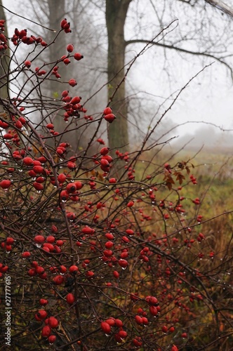 shrub of wild rose