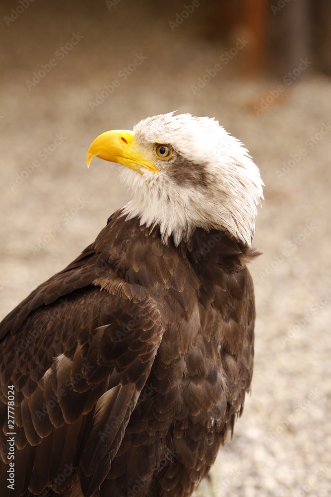 Obraz premium Weißkopf Seeadler in Nahaufnahme