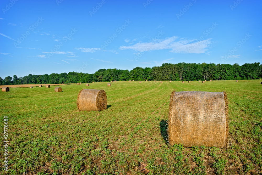 Hay Rolls in Field