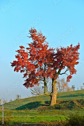 Lone Maple Tree