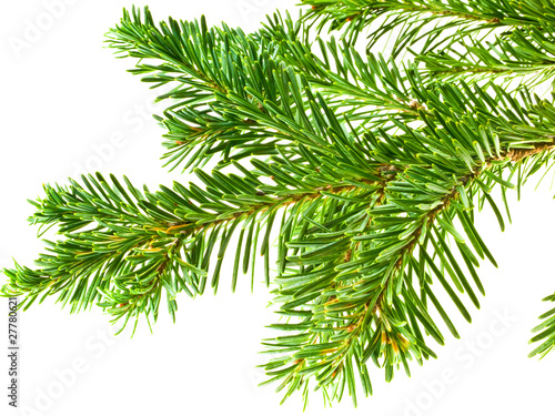 Evergreen Tree Branch Frame Isolated on White Background