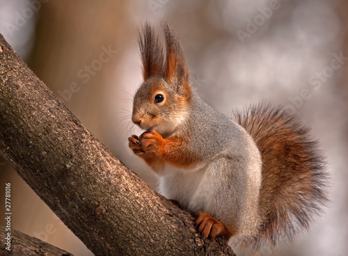 Tapety artystyczne Eurasian red squirrel eating on the tree