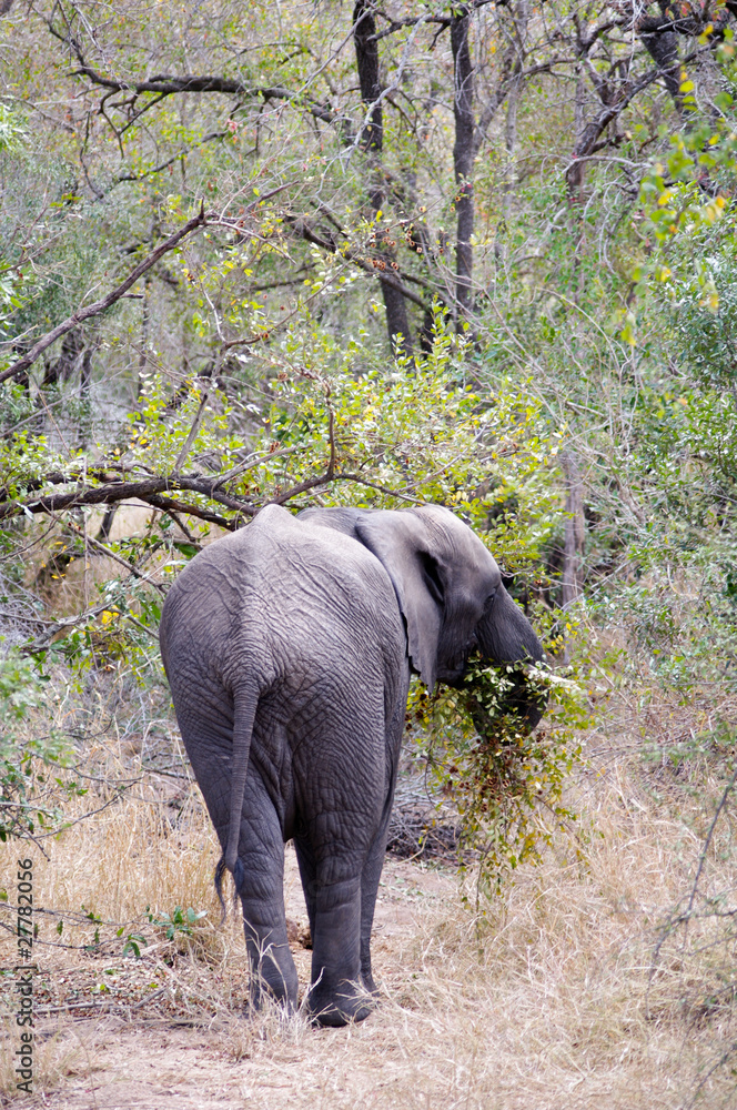 Obraz premium Elephant in Kruger national park (Loxodonta africana)