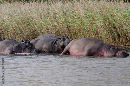 Hippos (Hippopotamus) relaxing in the sun