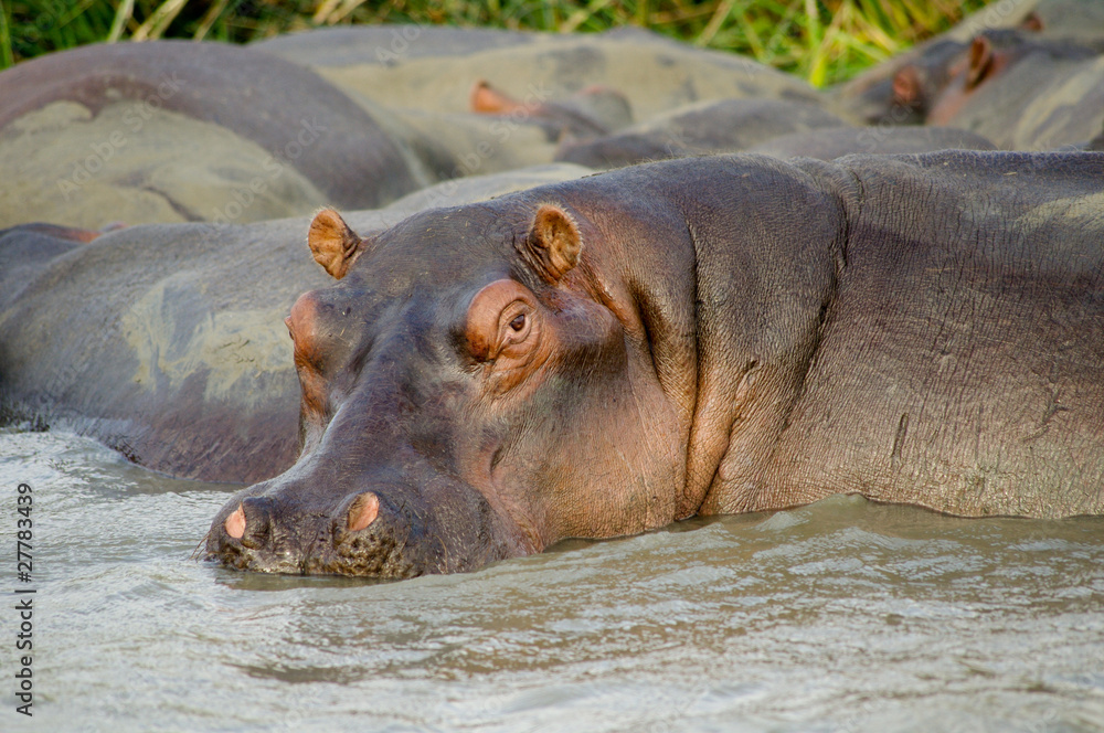 Hippo close up (Hippopotamus) relaxing in the sun