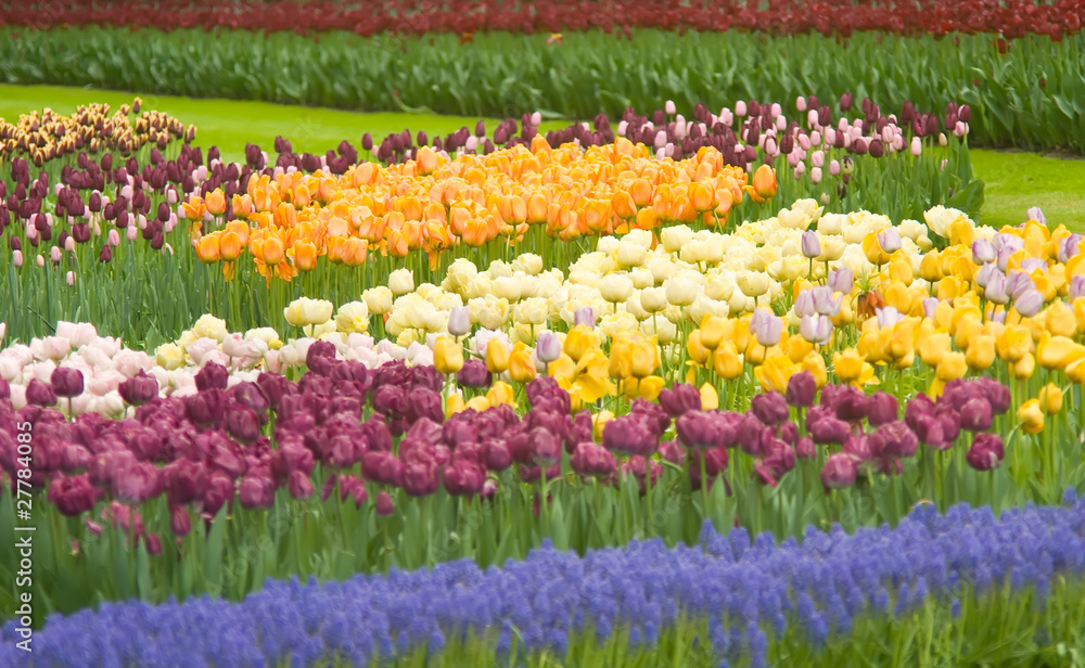 Colorful Dutch tulips in Keukenhof park