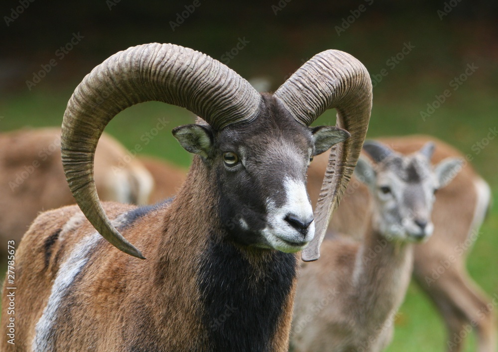 Mufflon mit der Herde im Hintergrund