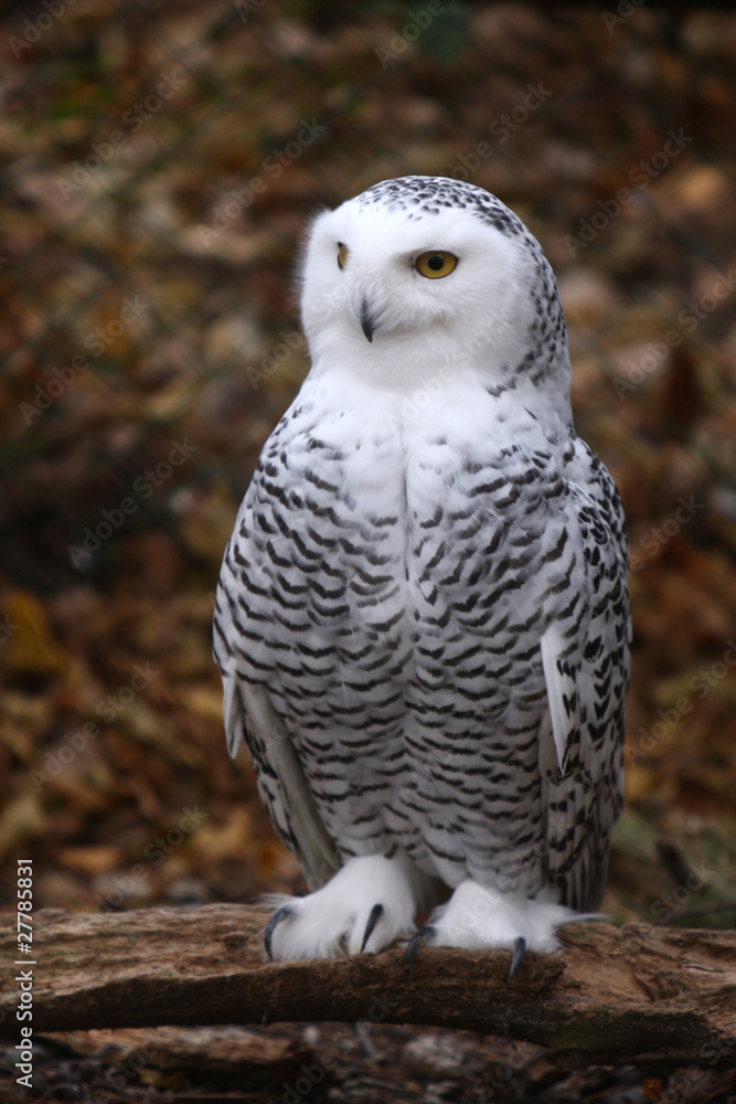 Schneeeule auf Ast Schneeeule auf Ast