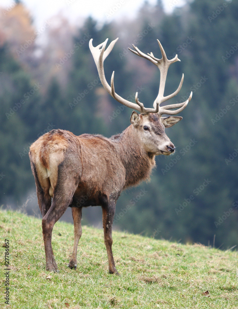 Obraz premium Rothirsch auf der Wiese