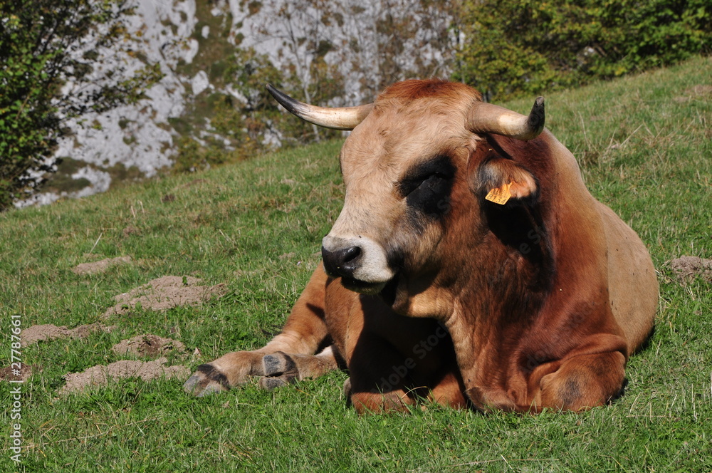 Fototapeta premium Parque Nacional de los Picos de Europa