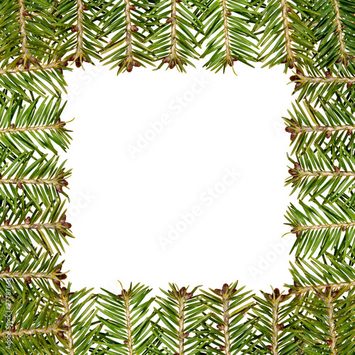White frame made from green christmas tree