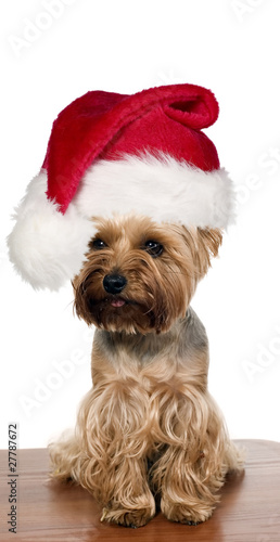 Yorkshire dog with christmas cap