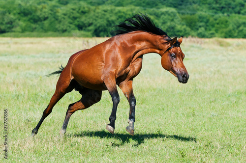 bay arabian horse runs gallop