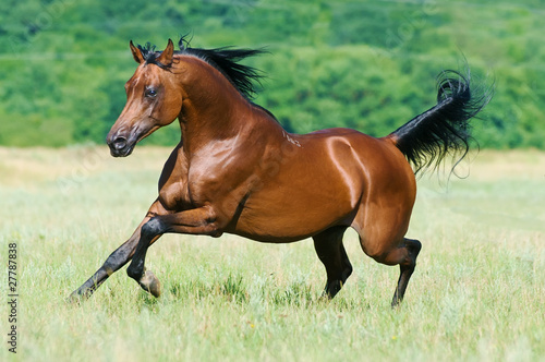 Obraz na plátně bay arabian horse runs gallop
