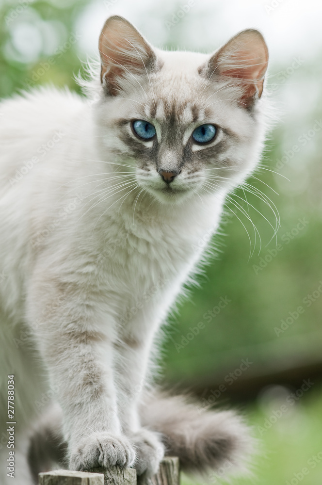 cat cat