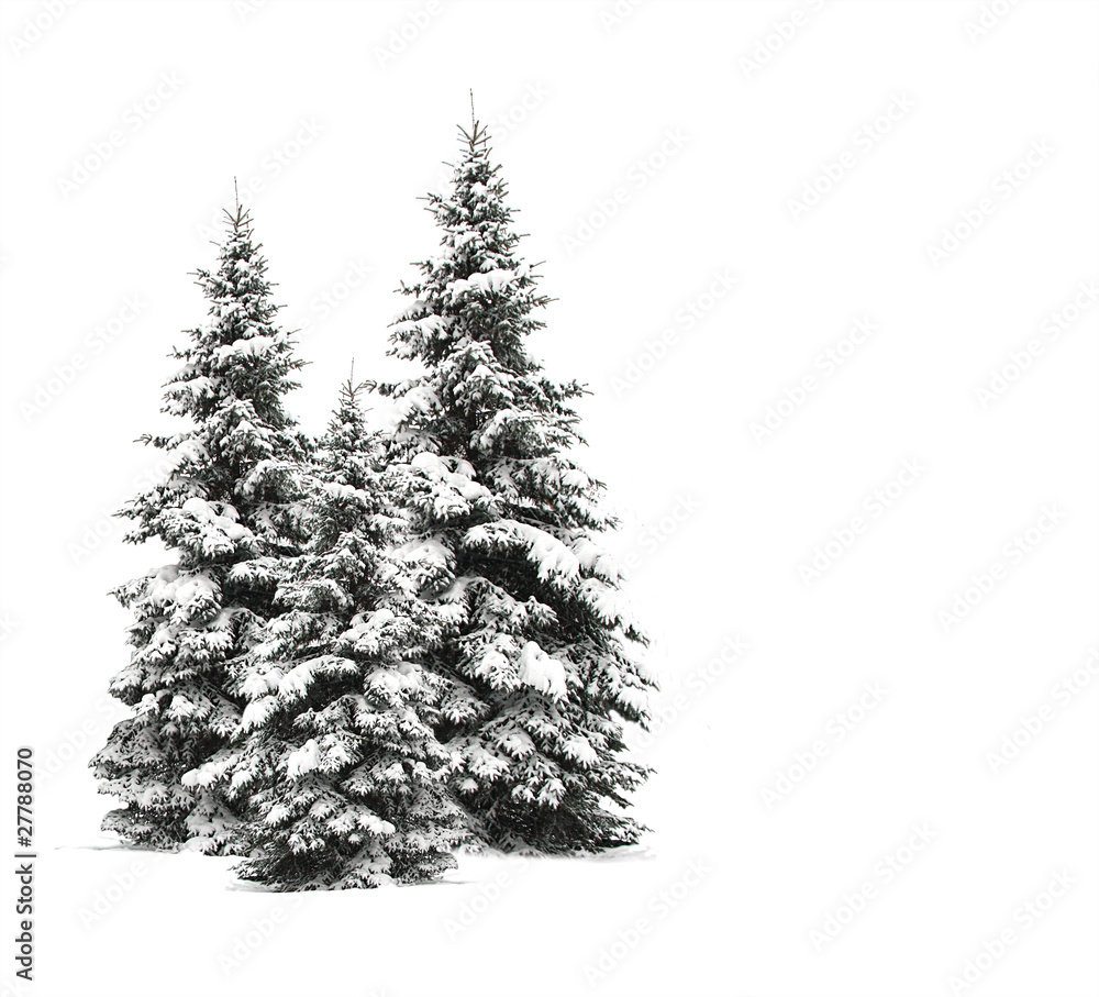 Fototapeta premium Pine trees isolated on white