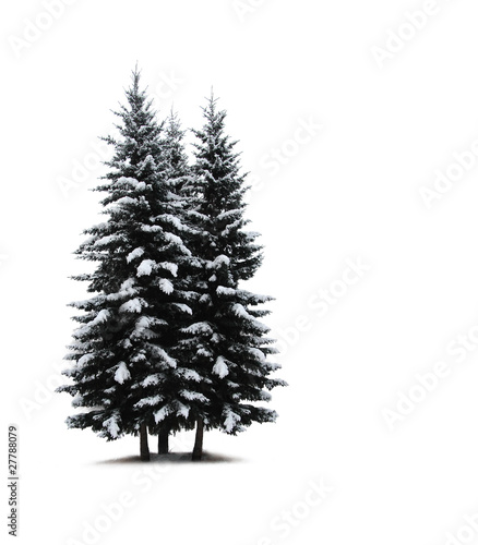 Pine trees isolated on white