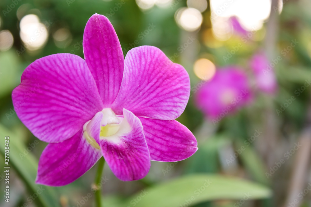Orchid