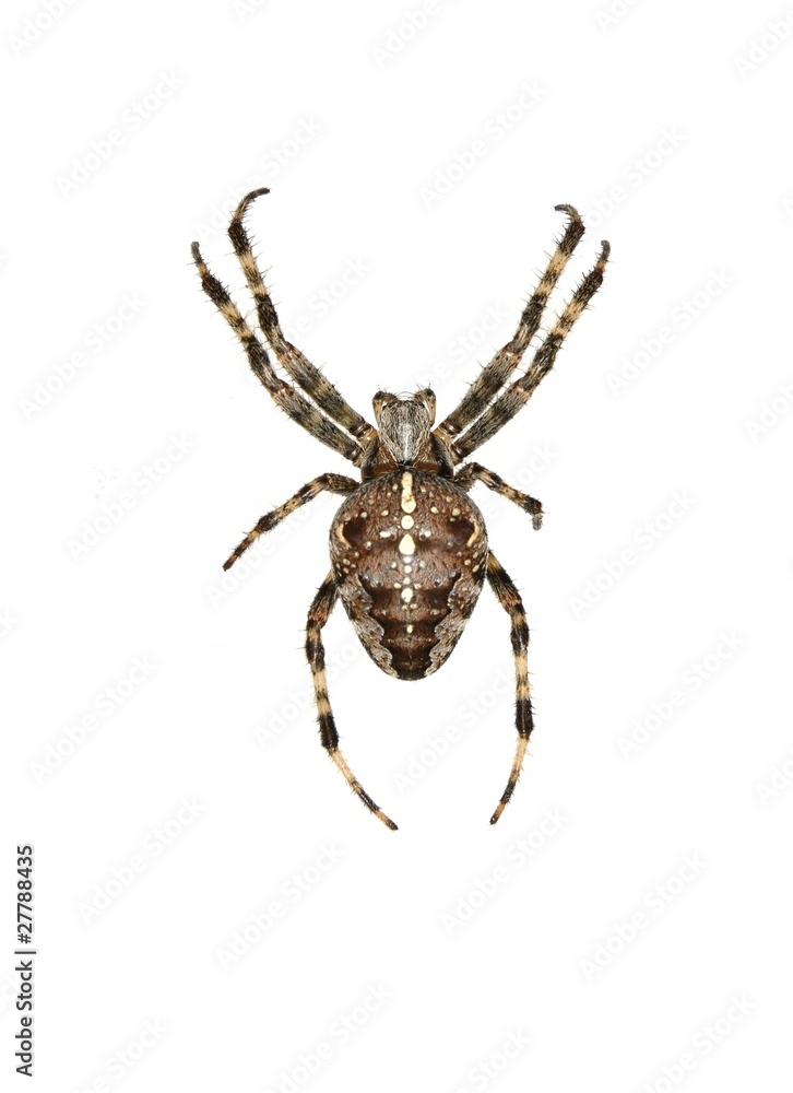 isolated cross spider isolated cross spider