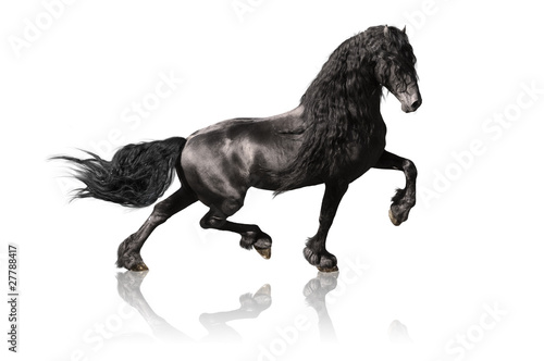 black friesian horse isoalated on white photo