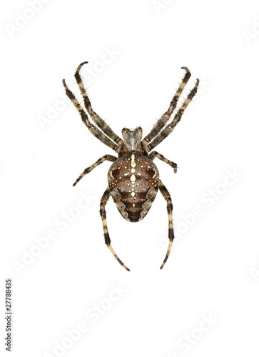 isolated cross spider