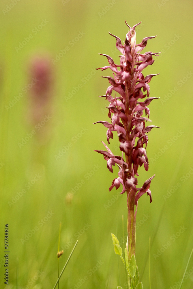 Fototapeta premium orquidea silvestre