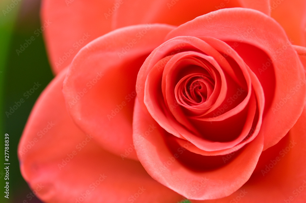 rose rose