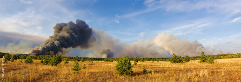 Fototapeta premium forestfire