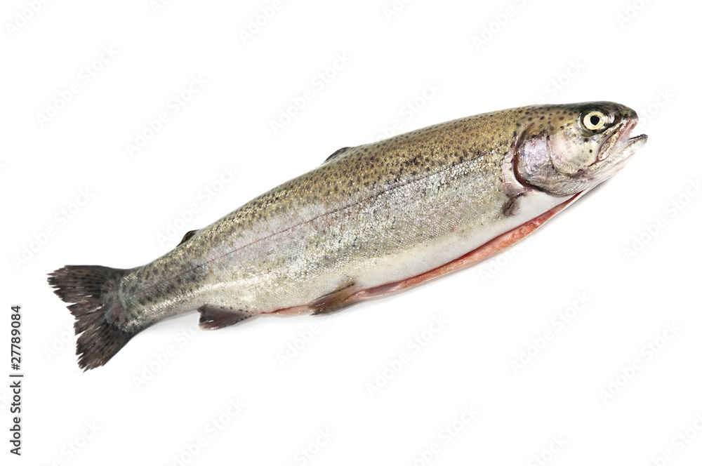 trout