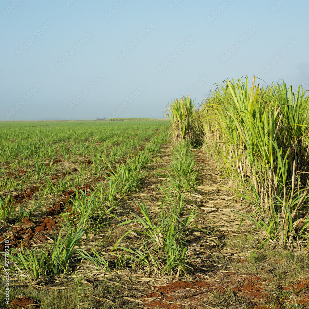 sugar cane field, René Fraga, Cuba sugar cane field, René Fraga, Cuba