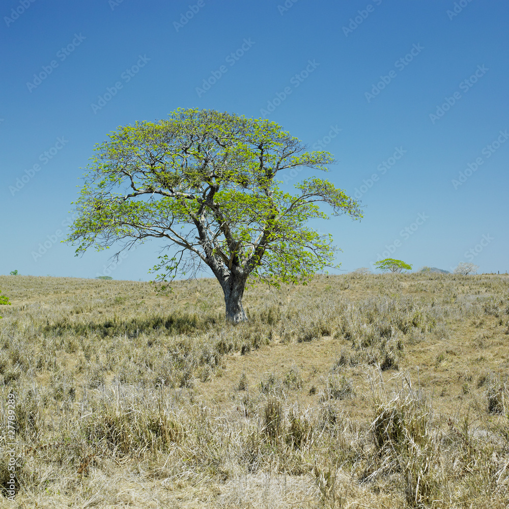lonely tree, Camaguey Province, Cuba lonely tree, Camaguey Province, Cuba