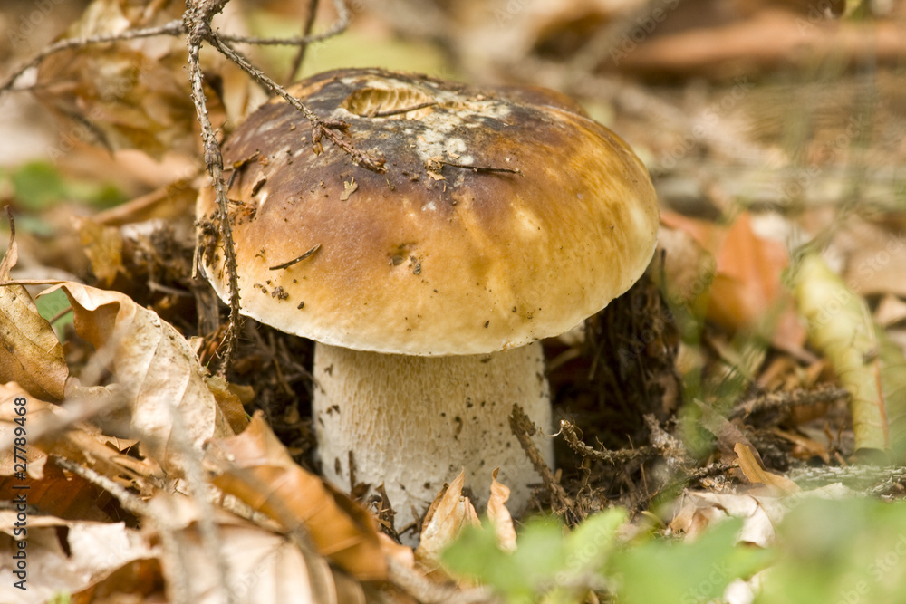 Boletus edulis Boletus edulis