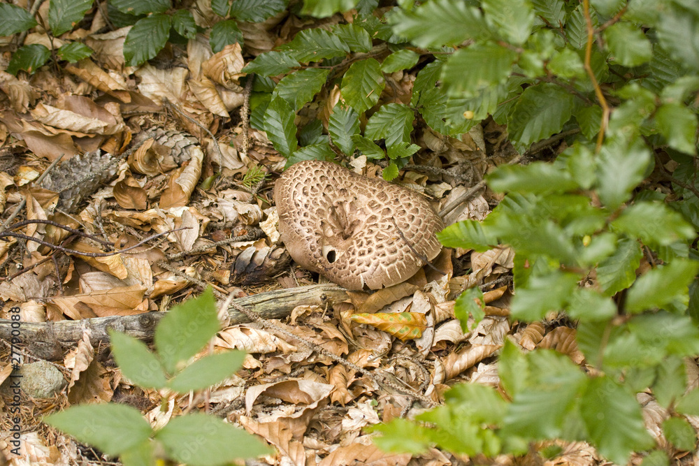 Fototapeta premium Scaly Tooth or Hedgehog Mushroom, Hydnum Imbricatum