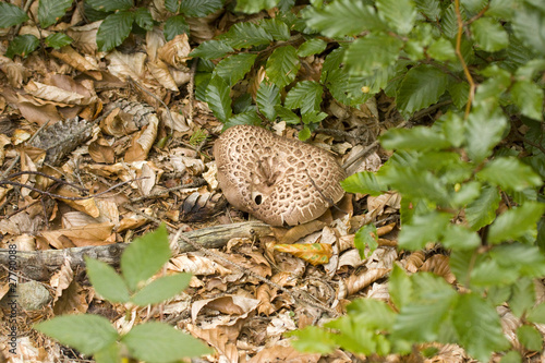 Scaly Tooth or Hedgehog Mushroom, Hydnum Imbricatum photo