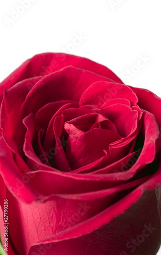 scarlet flowering rose on a...