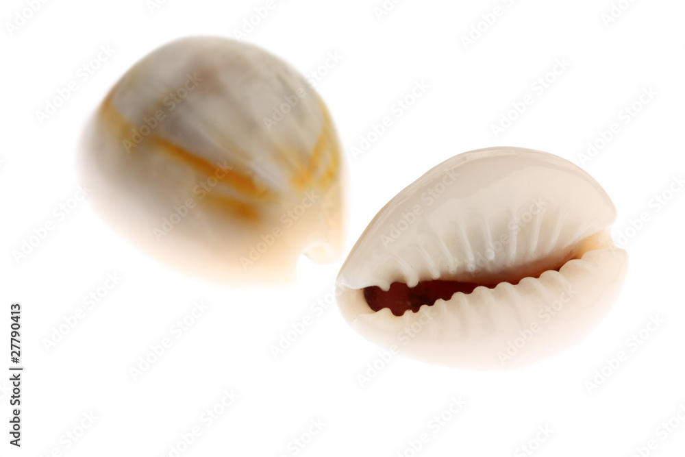 Cowries isolated on white