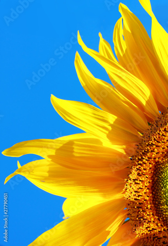 Yellow sunflower