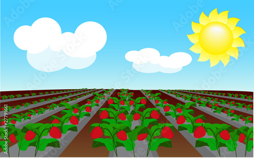 Strawberry field