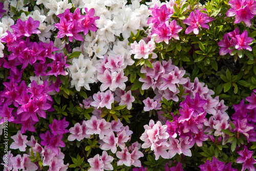 Background of Japanese pink white and purple azaleas photo