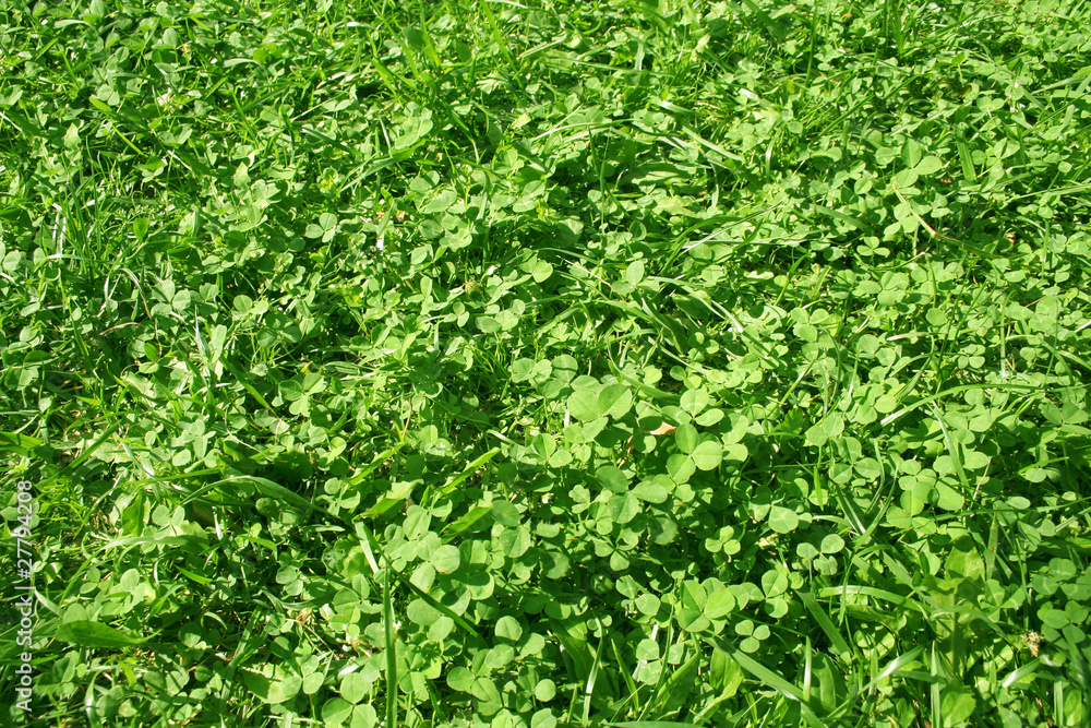 Obraz premium High resolution green grass