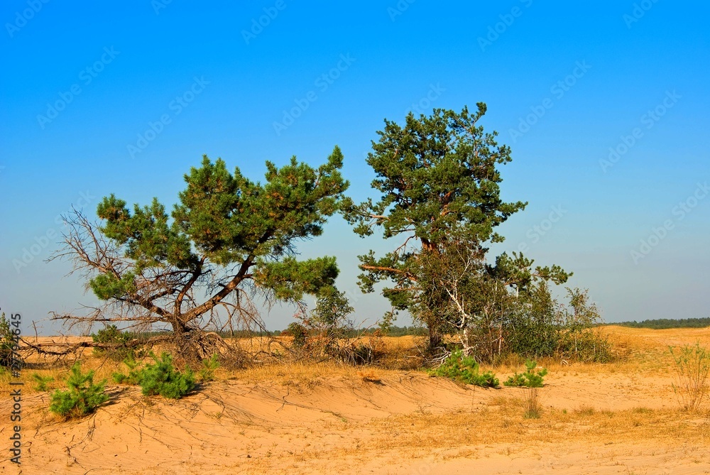 two pine tree in a sand desert