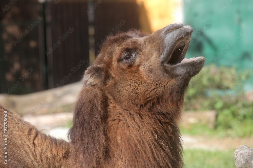 Fototapeta premium A yawning camel
