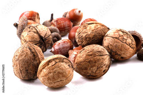 Color photo of acorns and walnuts on white background