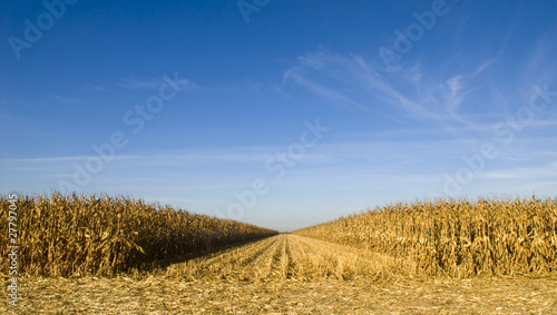 Field of corn being harvested