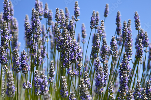 Lavender Blossoms