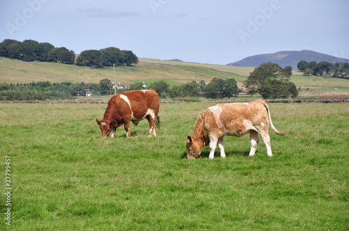 Beef Shorthorn Cattle