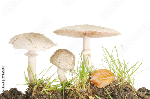 Three wild mushrooms