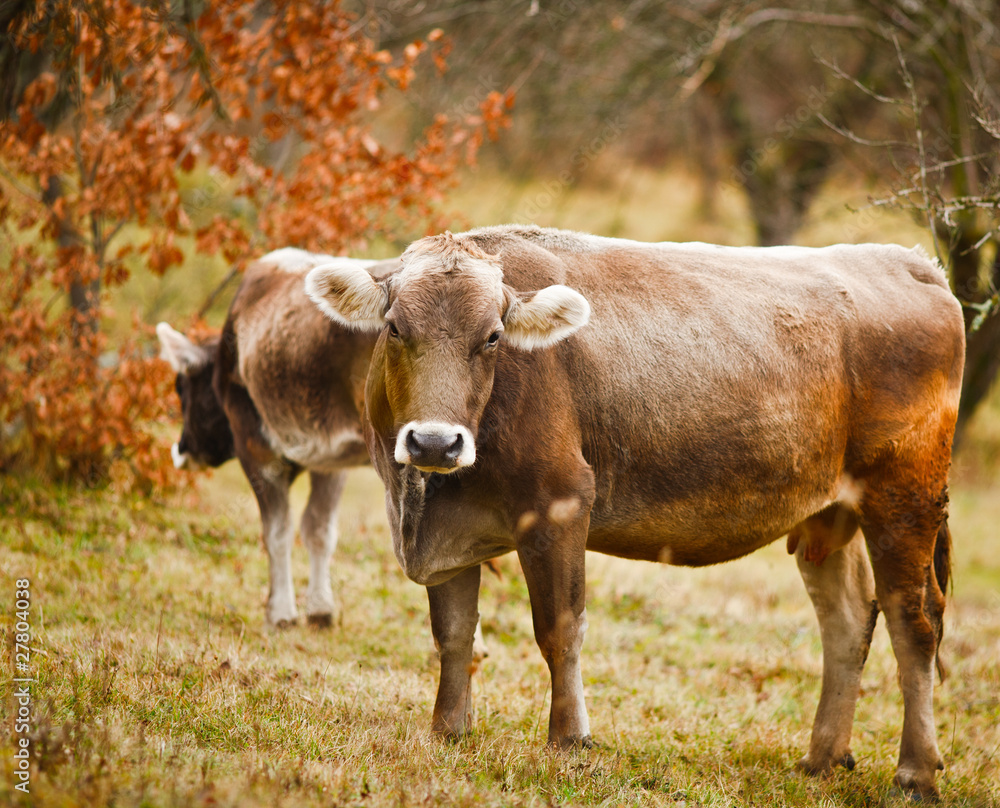 Obraz premium Cows on a pasture